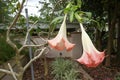 Angel Trumpet, Brugmansia arborea Ã¢â¬ËSweet HeartÃ¢â¬â¢ Royalty Free Stock Photo